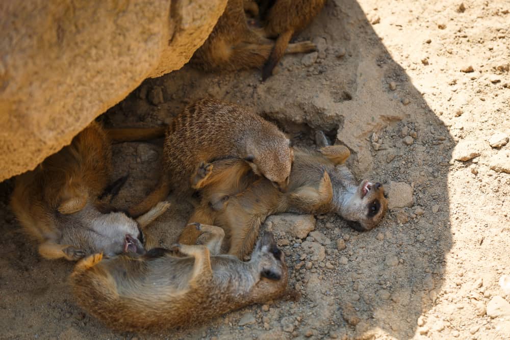 Unusual Sleeping Habits of These Earth Creatures