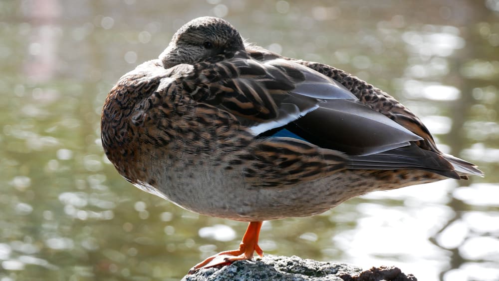 Unusual Sleeping Habits of These Earth Creatures