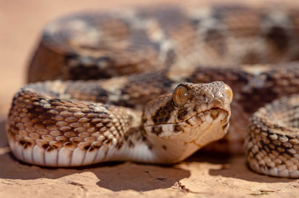 The Most Venomous Snakes On Planet Earth Today