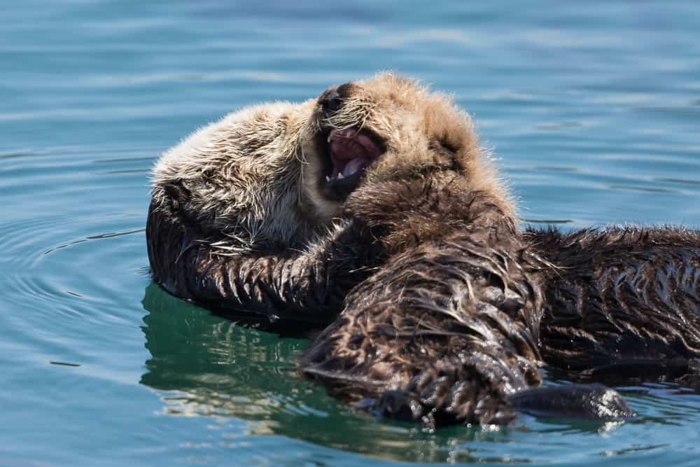 Heartwarming Otter Facts That Will Make Your Day A Little Brighter