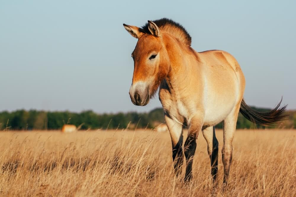 30 Animals Brought Back from the Brink of Extinction – Science Sensei