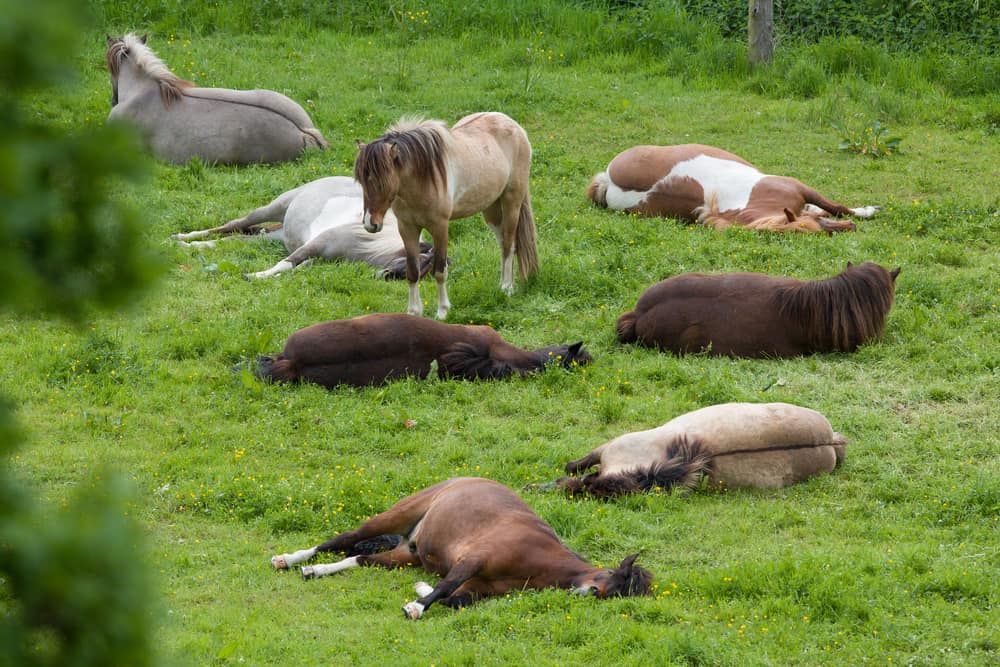 Unusual Sleeping Habits of These Earth Creatures