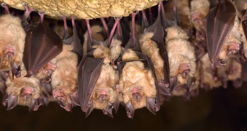 Unusual Sleeping Habits of These Earth Creatures