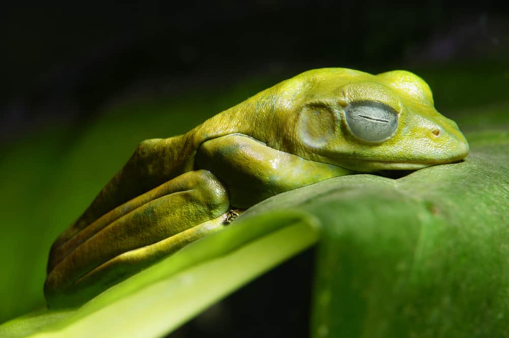 Unusual Sleeping Habits of These Earth Creatures