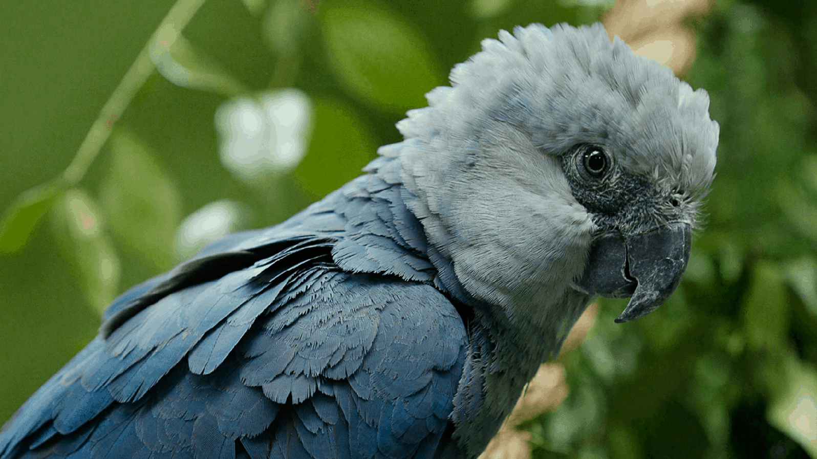 30 Animals Brought Back from the Brink of Extinction