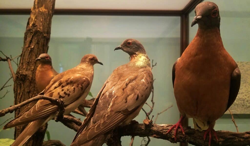 Should We Bring Back Extinct Species? What Science and Ethics Say