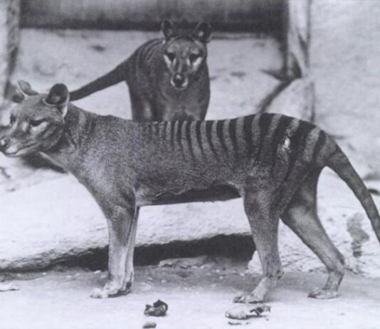 Facts About the Tasmanian Tiger & The News That’s Changing Everything