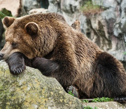 Unusual Sleeping Habits of These Earth Creatures