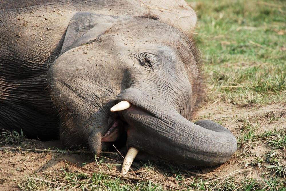 Unusual Sleeping Habits of These Earth Creatures