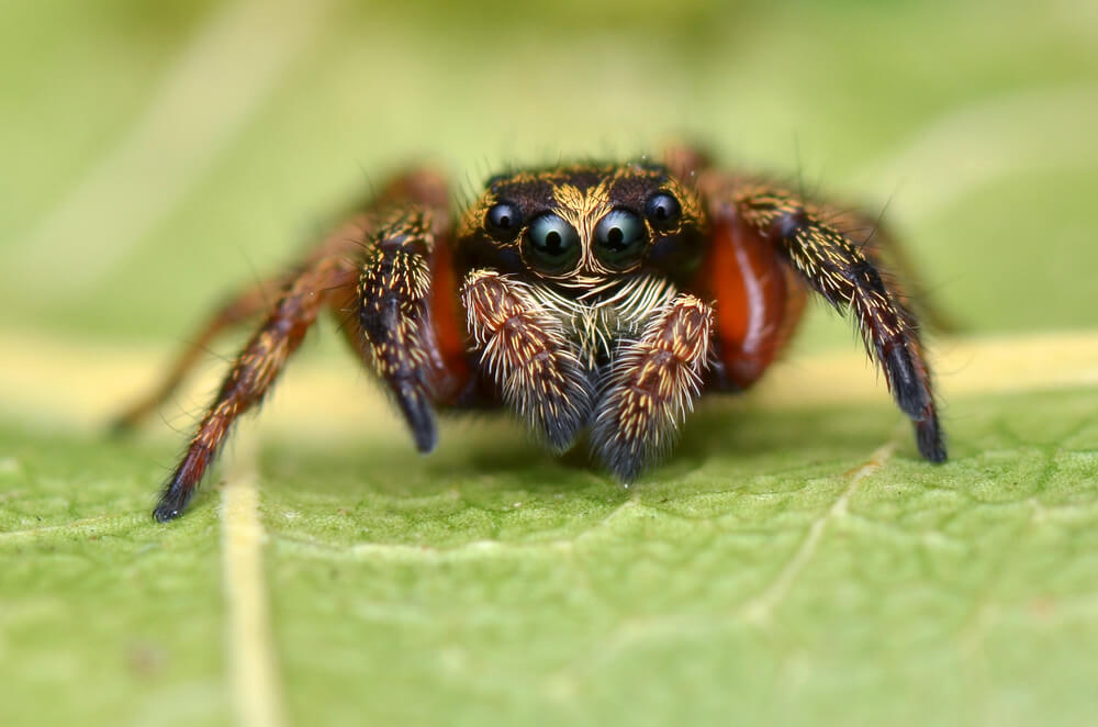 Unusual Sleeping Habits of These Earth Creatures