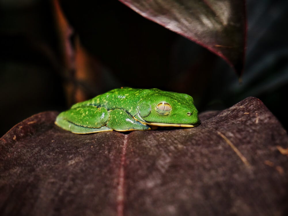 Unusual Sleeping Habits of These Earth Creatures