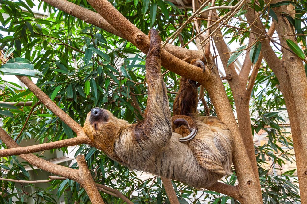 Unusual Sleeping Habits of These Earth Creatures