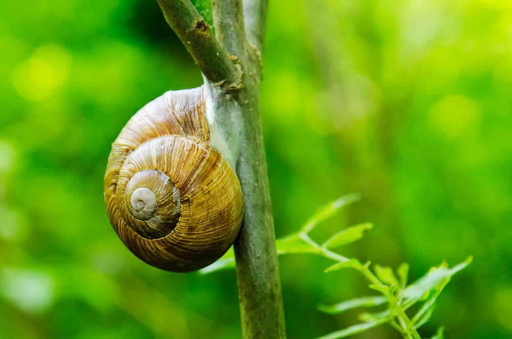 Unusual Sleeping Habits of These Earth Creatures