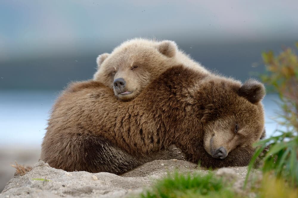 Unusual Sleeping Habits of These Earth Creatures