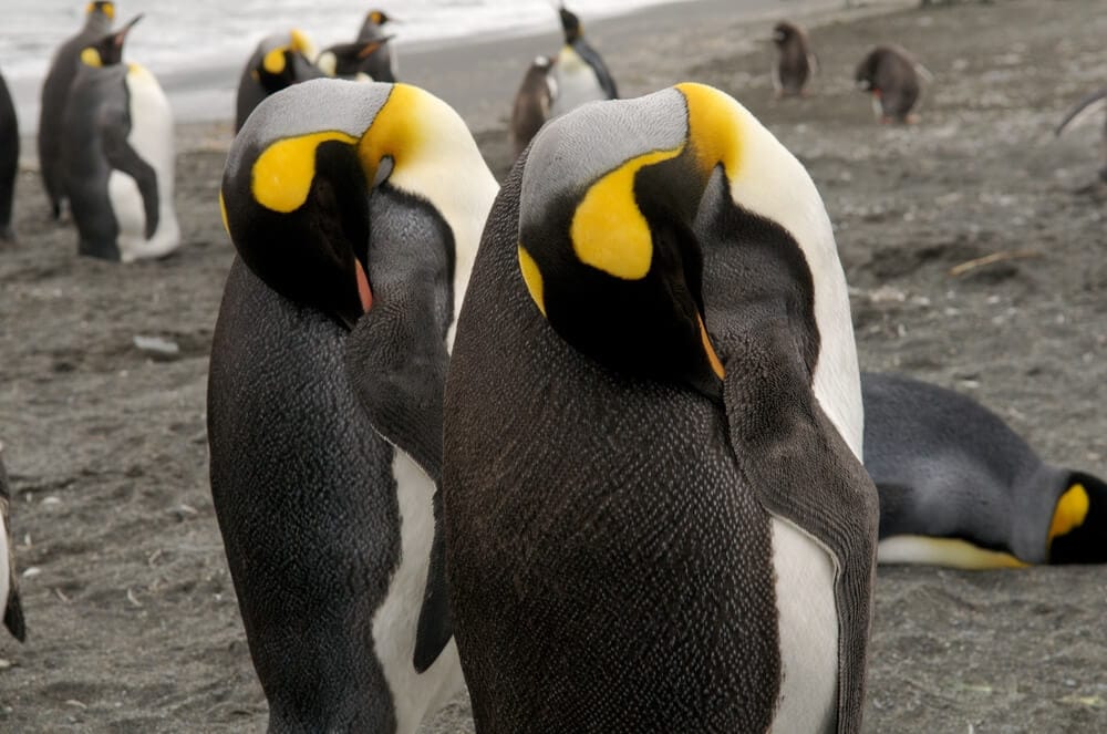 Unusual Sleeping Habits of These Earth Creatures