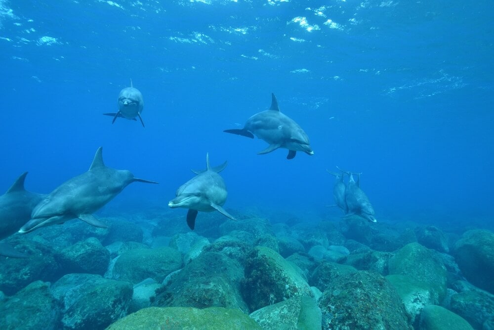 Unusual Sleeping Habits of These Earth Creatures