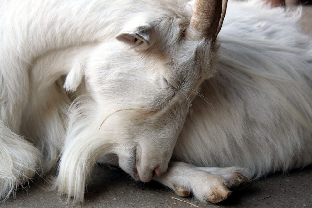 Unusual Sleeping Habits of These Earth Creatures