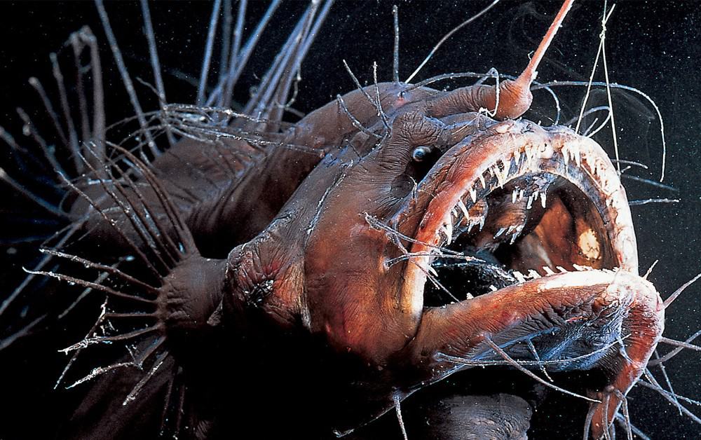 The Strangest Animal Habits That The World Never Sees
