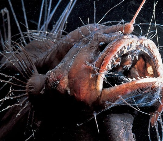 Strangest Animal Habits That People Never See