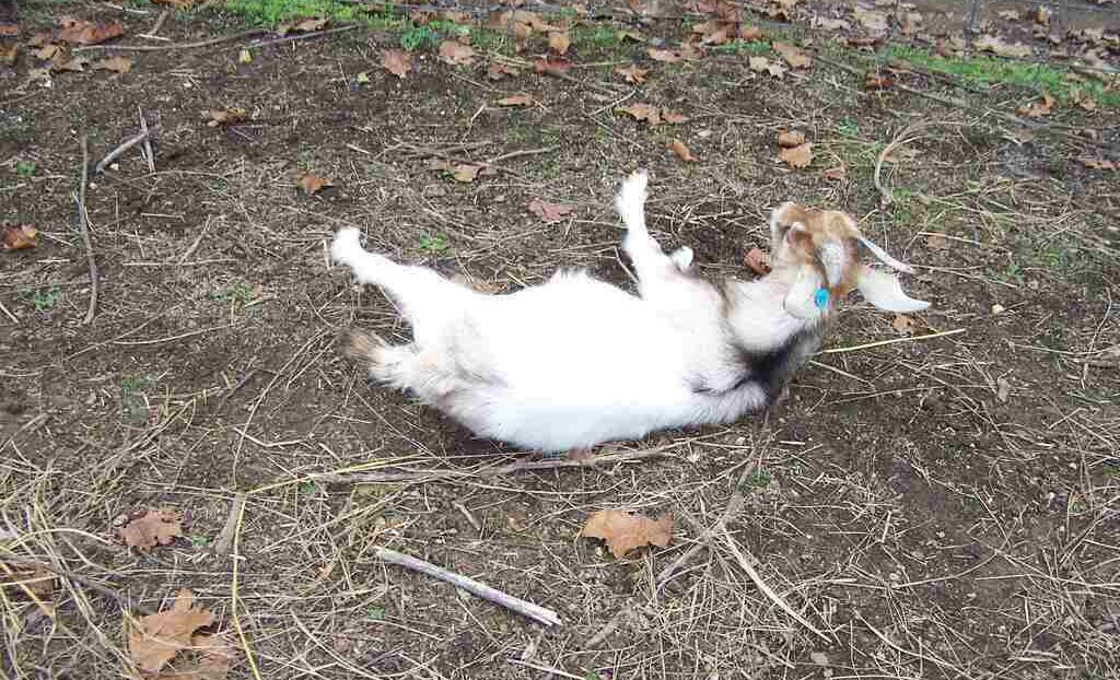 Strangest Animal Habits That People Never See