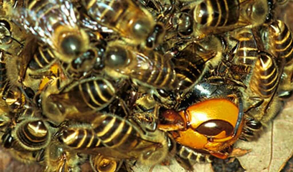 Should We Bring Back Extinct Species? What Science and Ethics Say