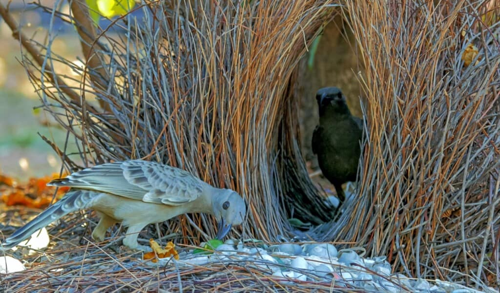 Forget Marvel—These Real Animals Have Rear Superpowers