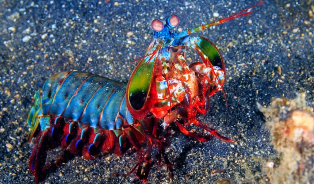 Forget Marvel—These Real Animals Have Rear Superpowers