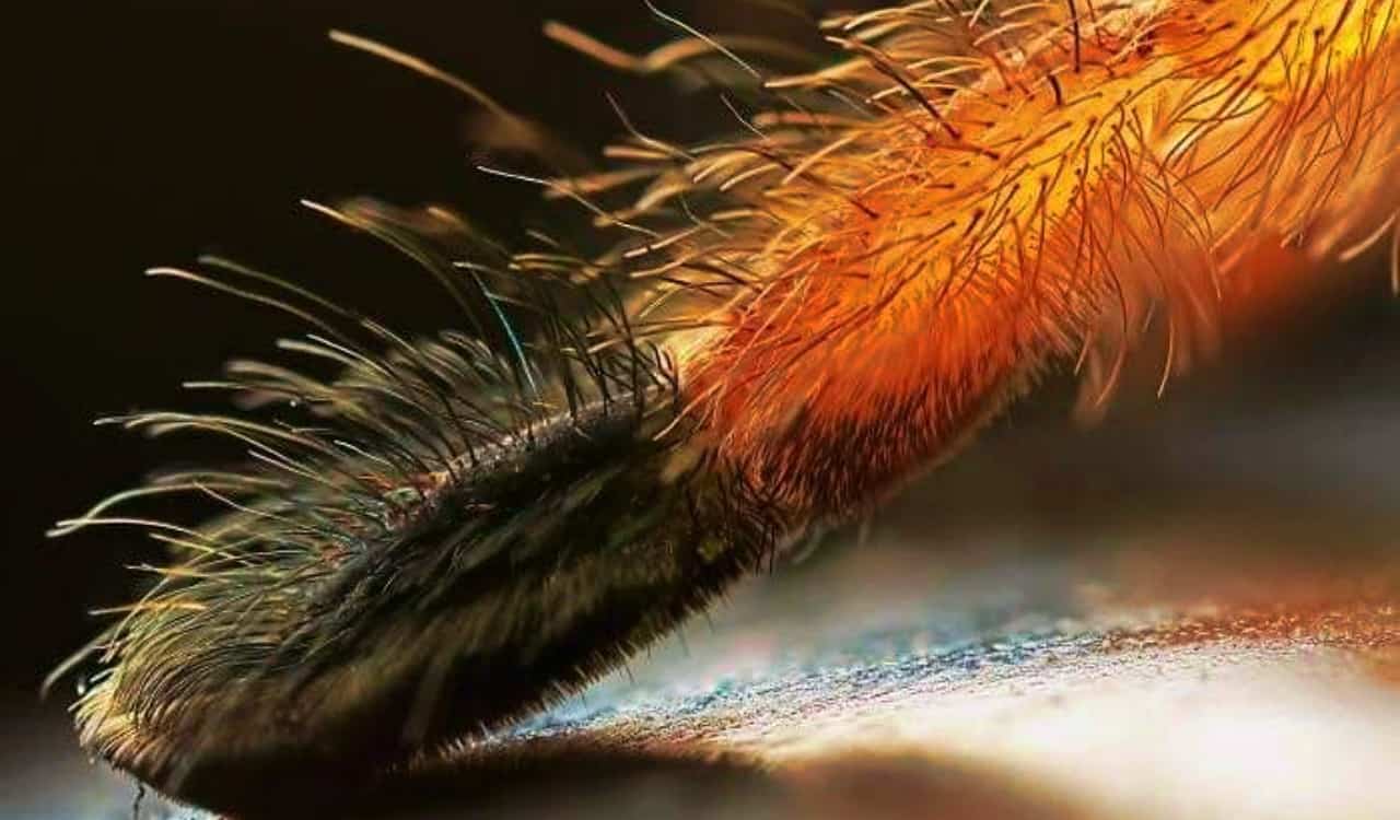 Лапки паучков. Паучьи лапки. Лапы паука под микроскопом. Волоски паука. Лапки паука под микроскопом.