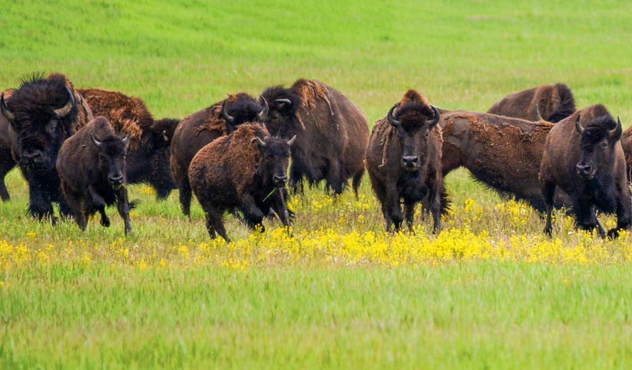 the-deadliest-animals-in-the-united-states