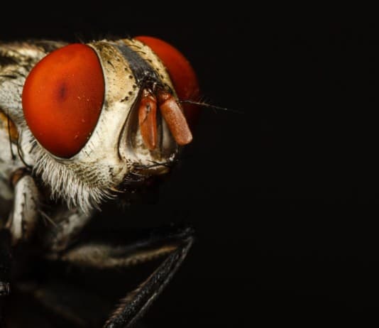 The World’s Creepiest Insects That Will Make Anybody’s Skin Crawl