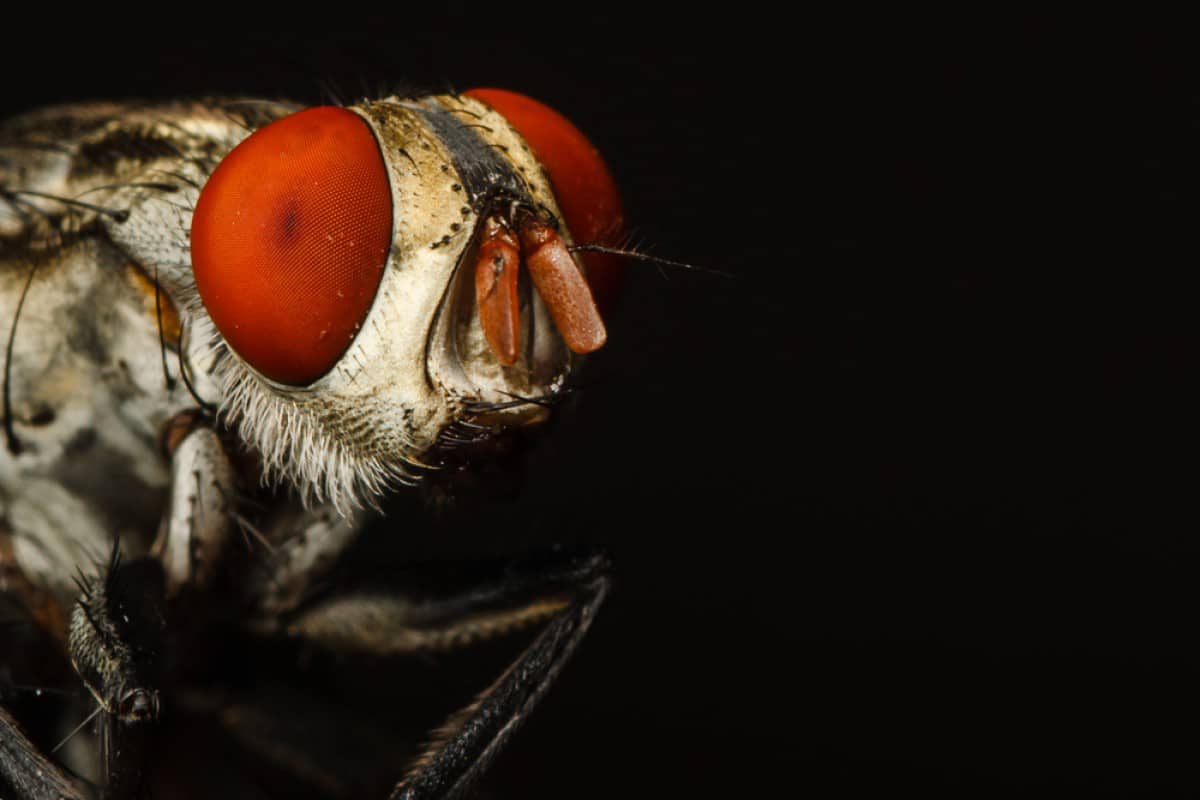 the world s creepiest insects that will make