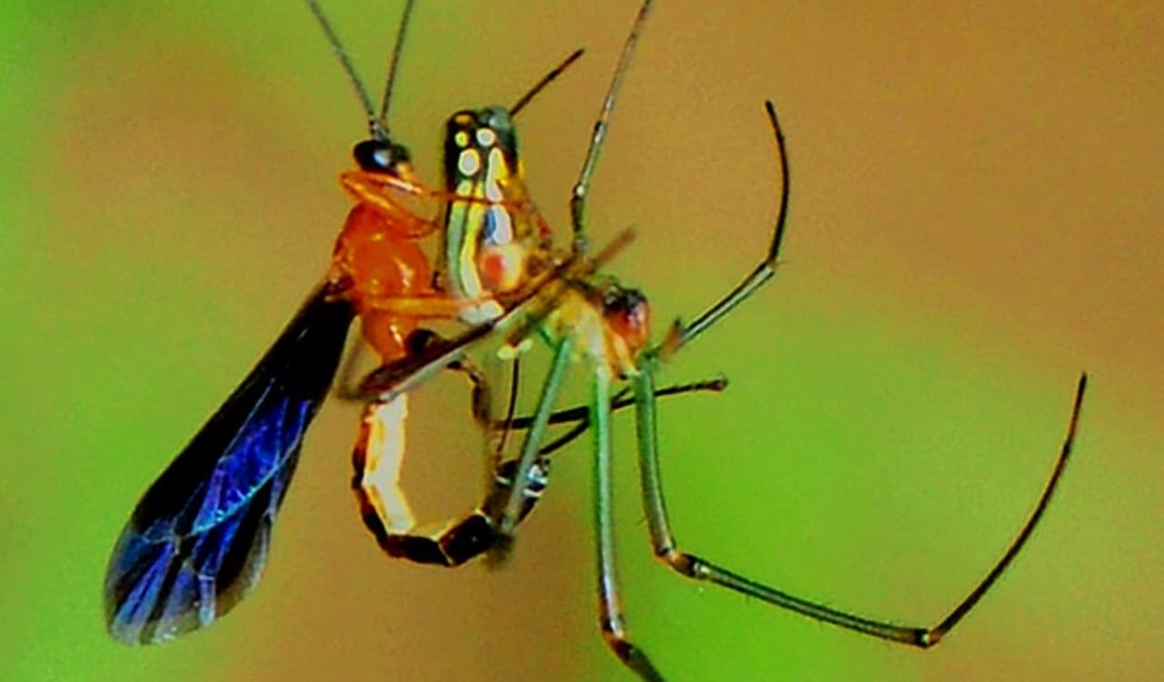 These Horrific Body-Snatching Parasites Will Make You Squirm