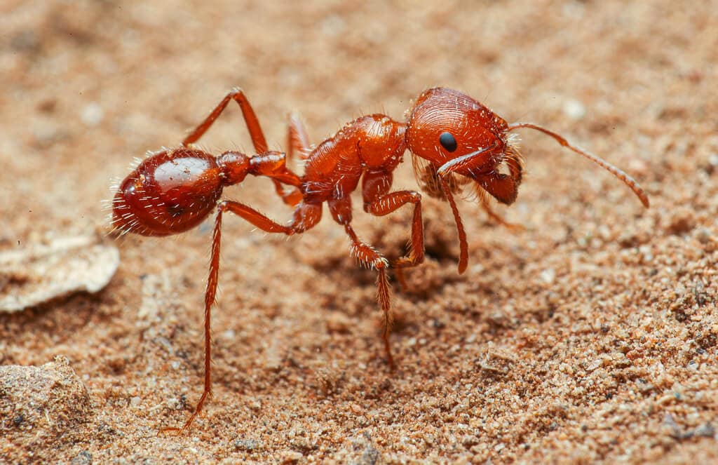 The World’s Creepiest Insects That Will Make Anybody’s Skin Crawl