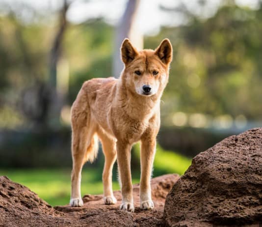 Look Out for these Problematic Invasive Species