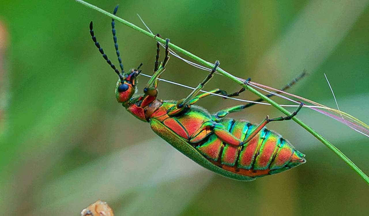 the-world-s-creepiest-insects-that-will-make-anybody-s-skin-crawl