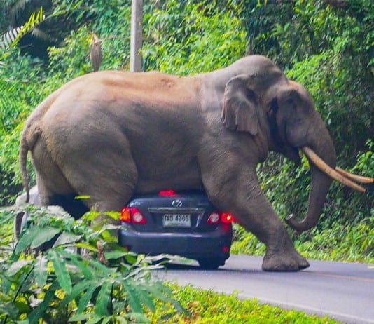 People Open Up About Their Nightmare Wildlife Safari Stories