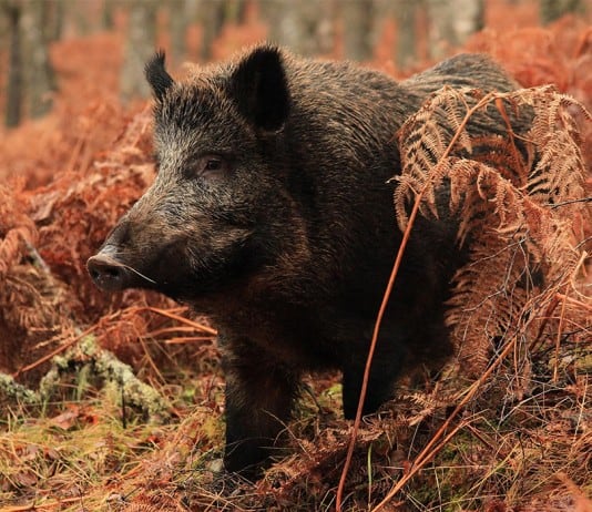 The Deadliest Animals In The United States