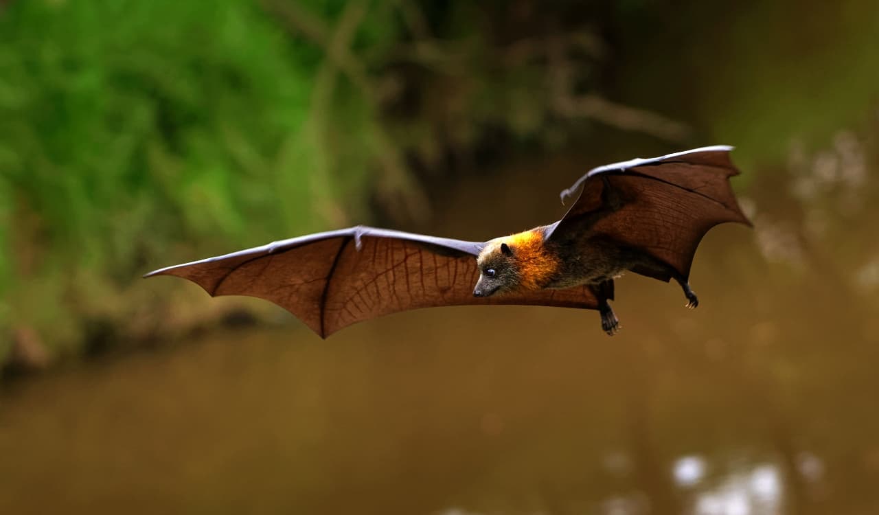 The Top Deadliest Animals In Australia