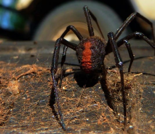 The Top Deadliest Animals In Australia