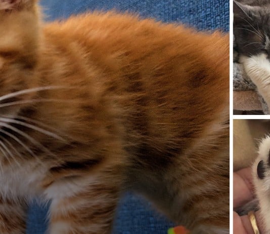 35+ Pets With Beautiful Genetic Anomalies That Make Them Stand Out