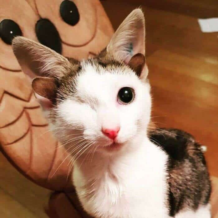 35+ Pets With Beautiful Genetic Anomalies That Make Them Stand Out