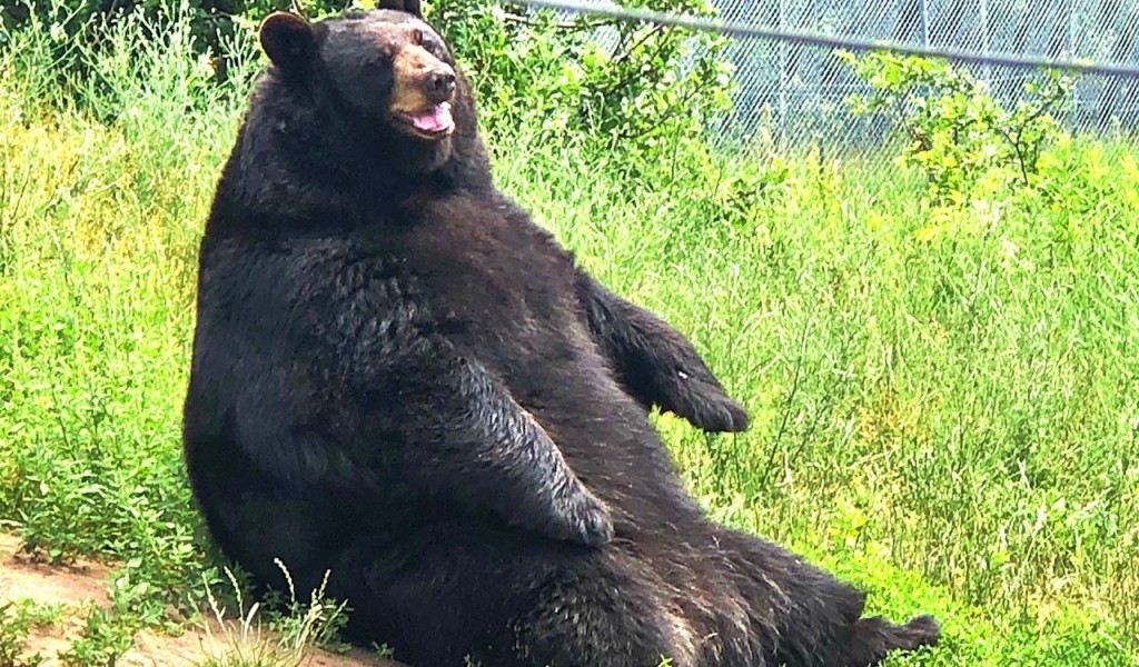 The Worst Things That Ever Happened At Zoos