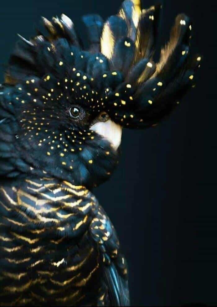 40+ Animals with Almost Unnatural Coloring that Will Leave Anyone Breathless