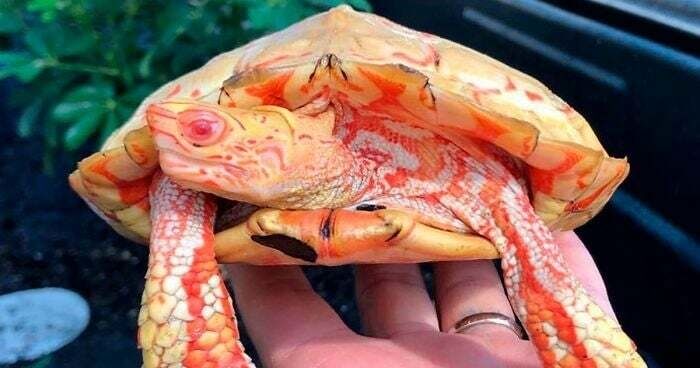 40+ Animals with Almost Unnatural Coloring that Will Leave Anyone Breathless