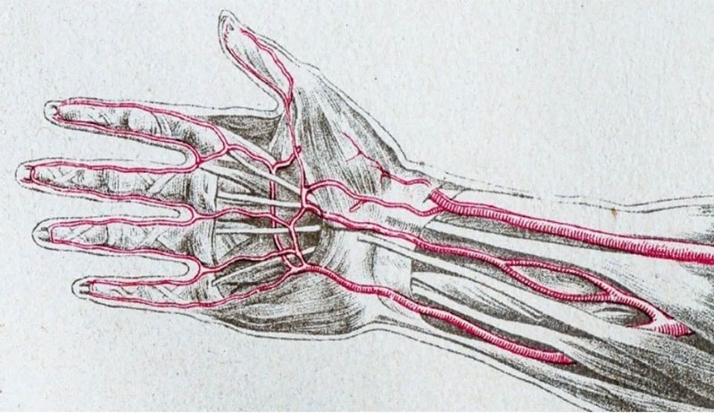 Some People Are Growing an Extra Artery &#8211; What that Means for Human Evolution