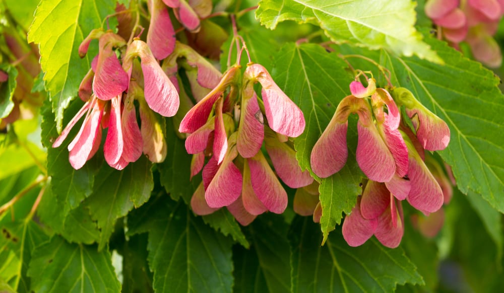 Snake-Eating Spiders and Other Science News People Missed