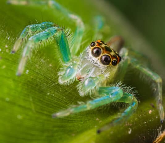 Snake-Eating Spiders and Other Science News People Missed