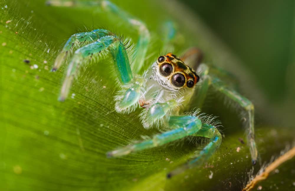 Snake-Eating Spiders and Other Science News People Missed