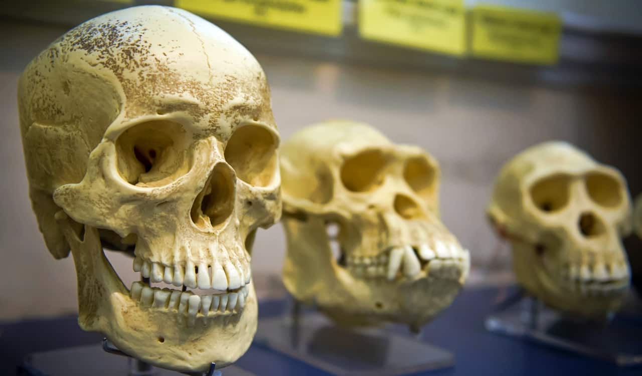 Some People Are Growing an Extra Artery &#8211; What that Means for Human Evolution