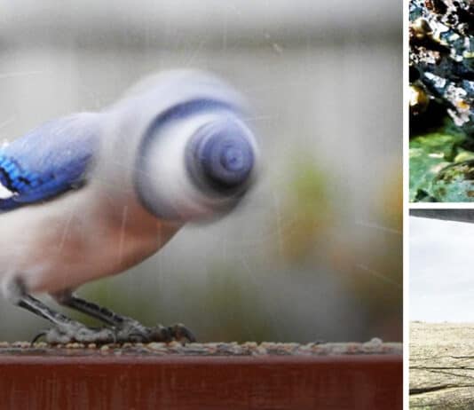 40+ Hilarious Wildlife Photos That Will Never Make The Cover Of National Geographic